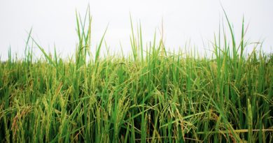 Rice on field at sky