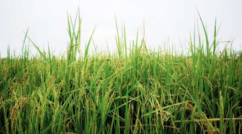 Rice on field at sky